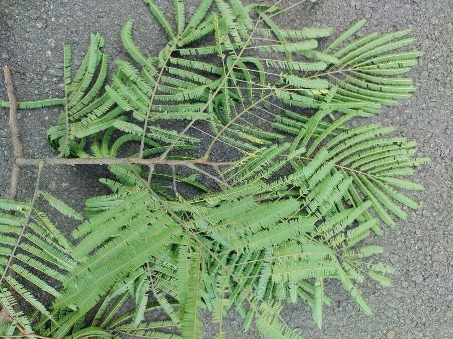 Anadenanthera peregrina 8