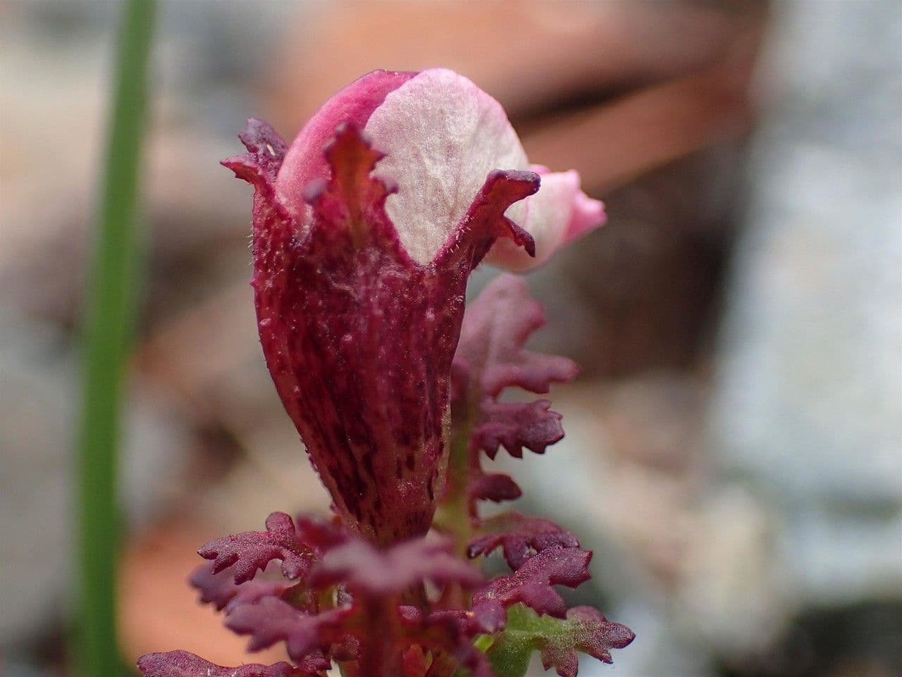 Pedicularis kerneri 10