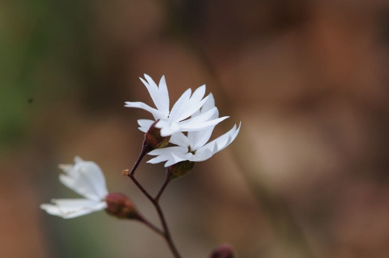Lithophragma affine 2