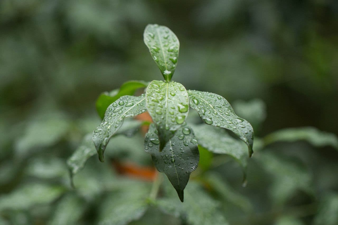 Cornus 8