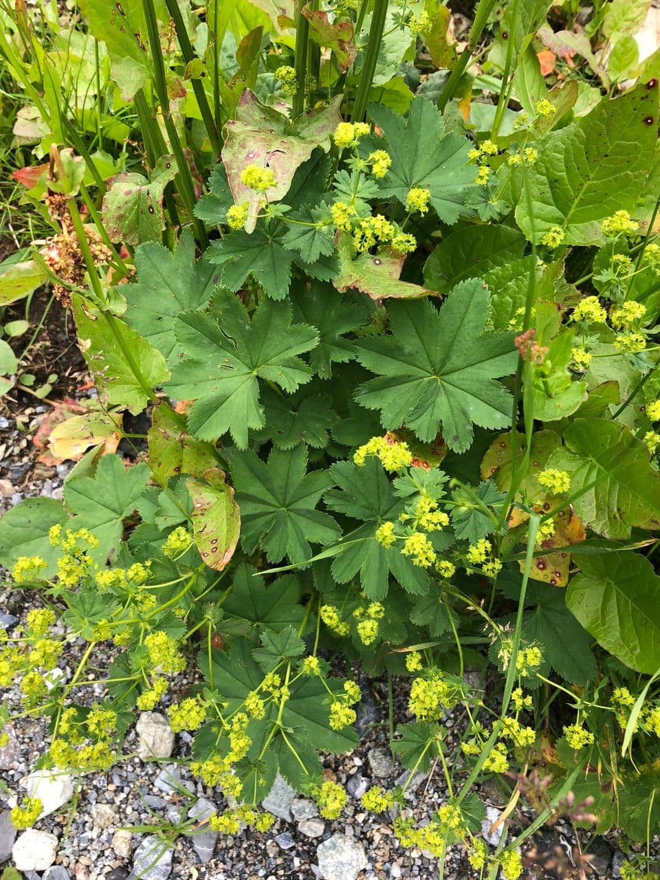 Alchemilla comune 5
