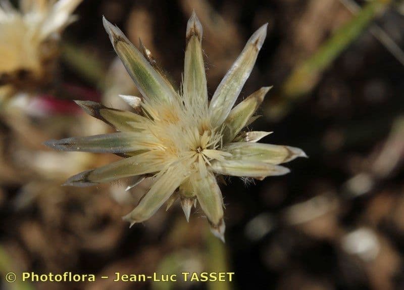Volutaria tubuliflora 19