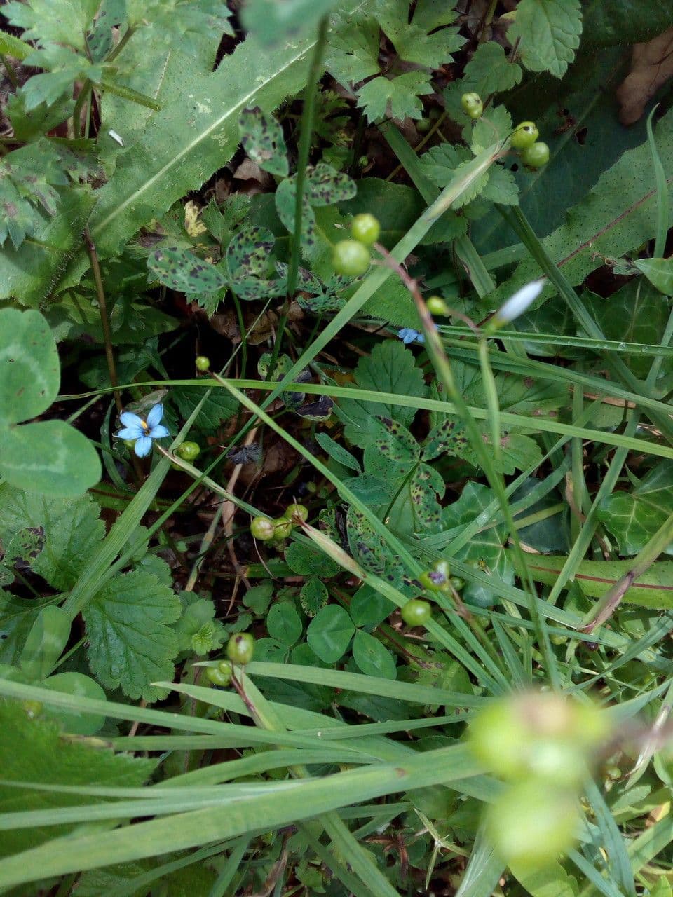 Schmalblättriges Blauaugengras 11