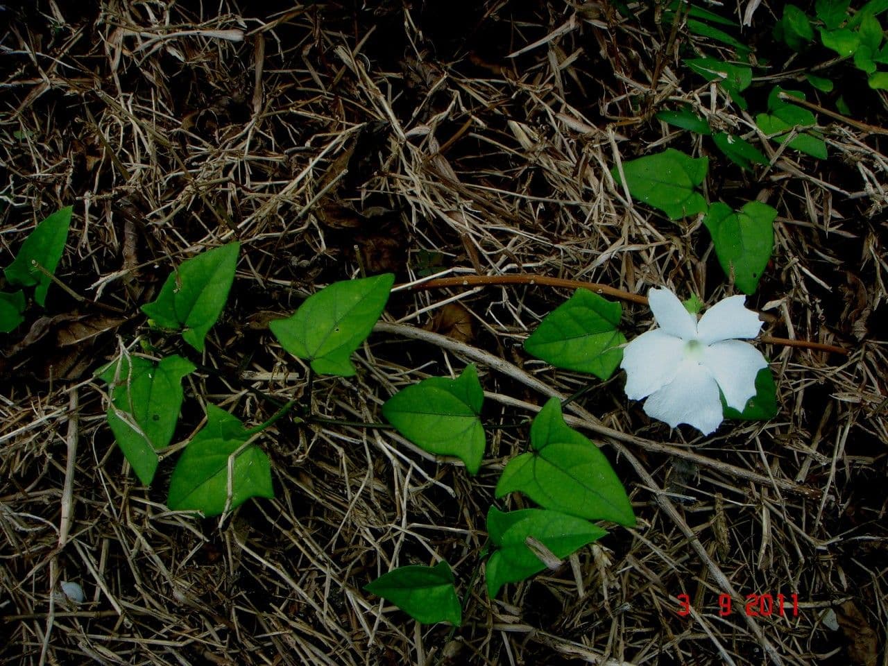 Thunbergia fragrante 8