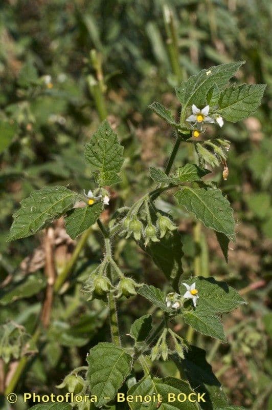 Solano argentino 11