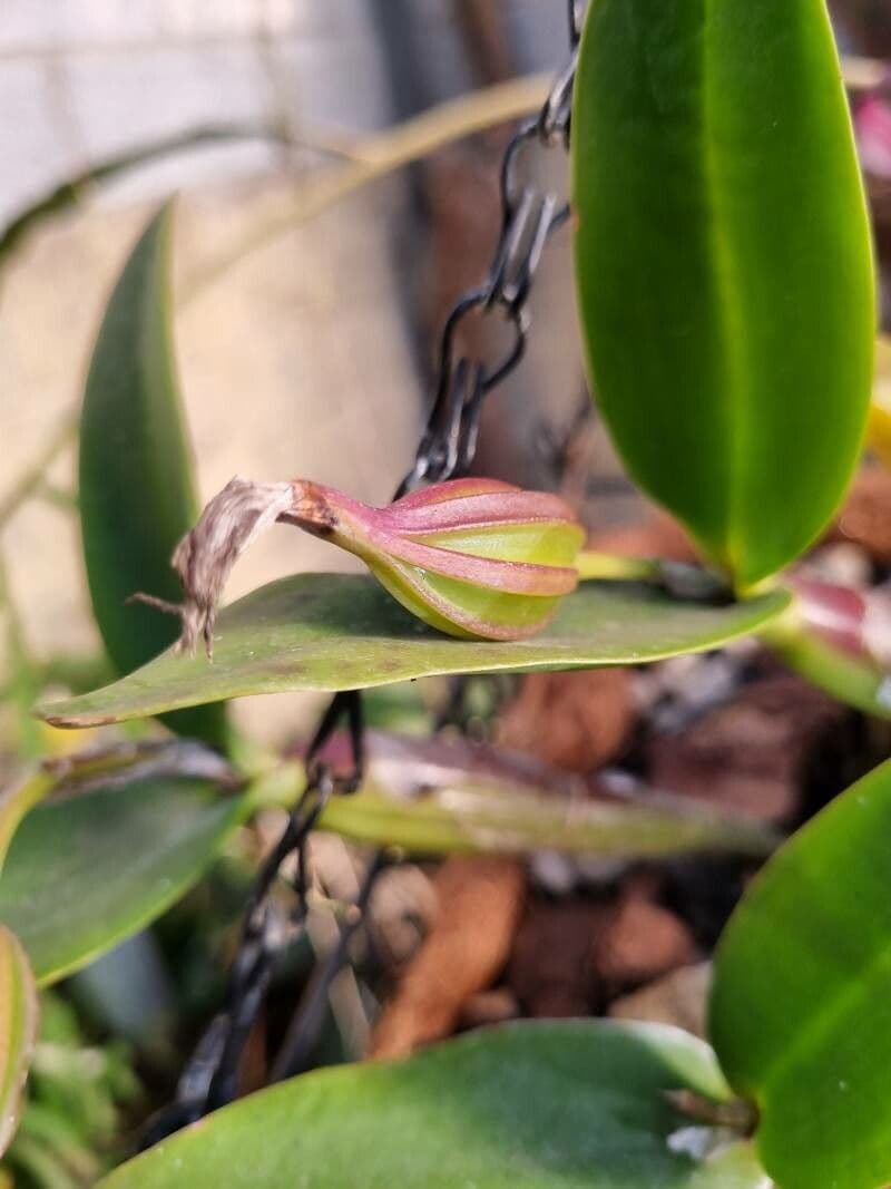 Cattleya