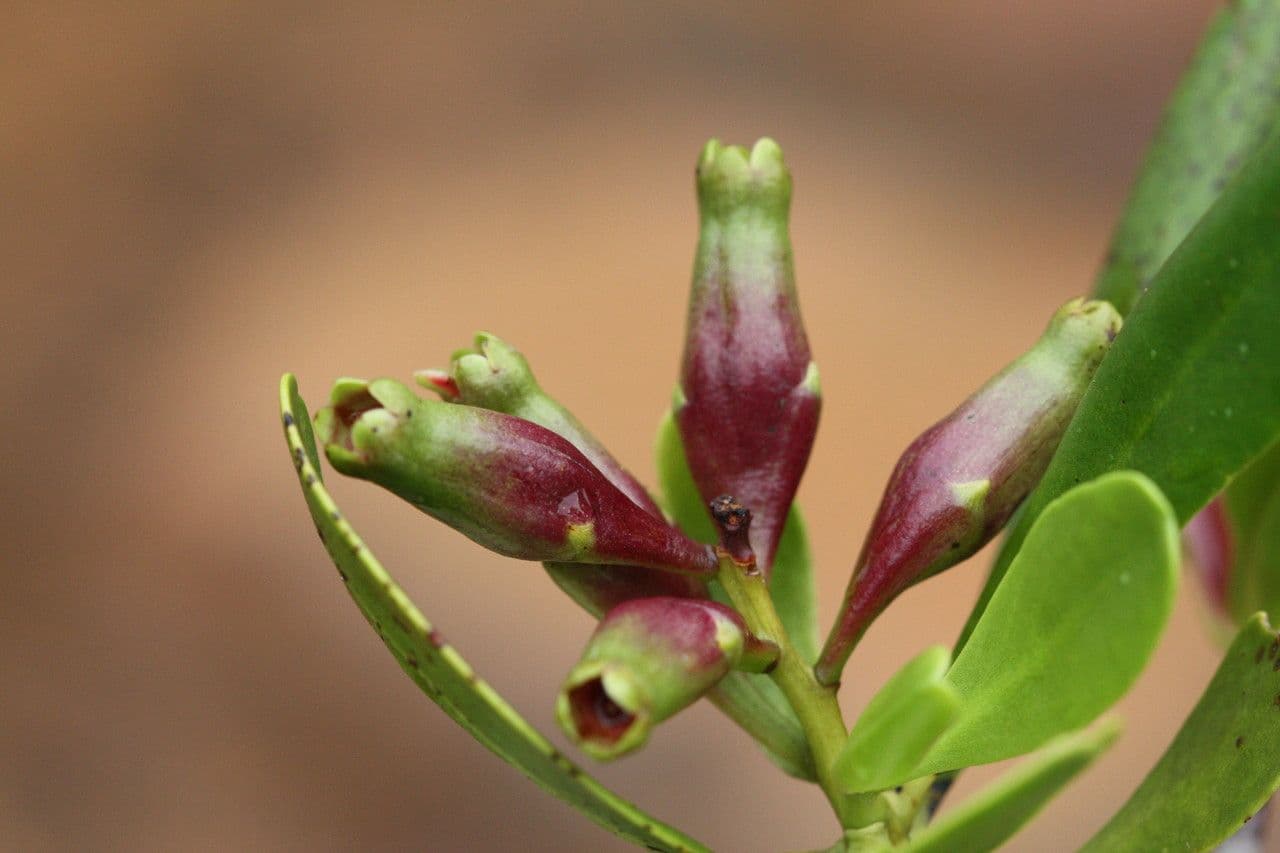 Lumnitzera 5