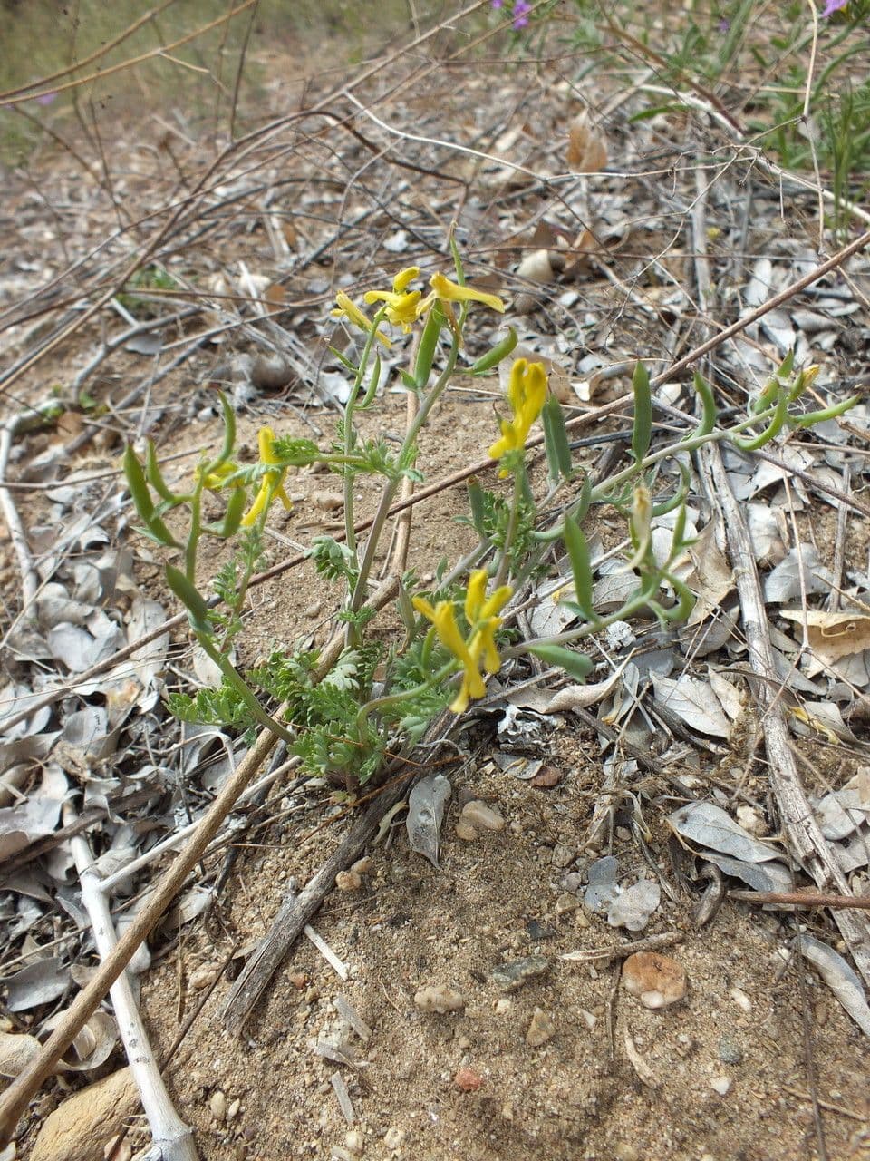 Corydalis dorada 7