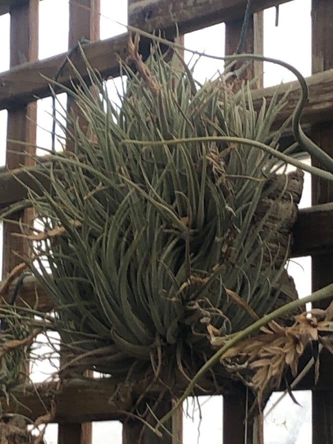 Tillandsia 2