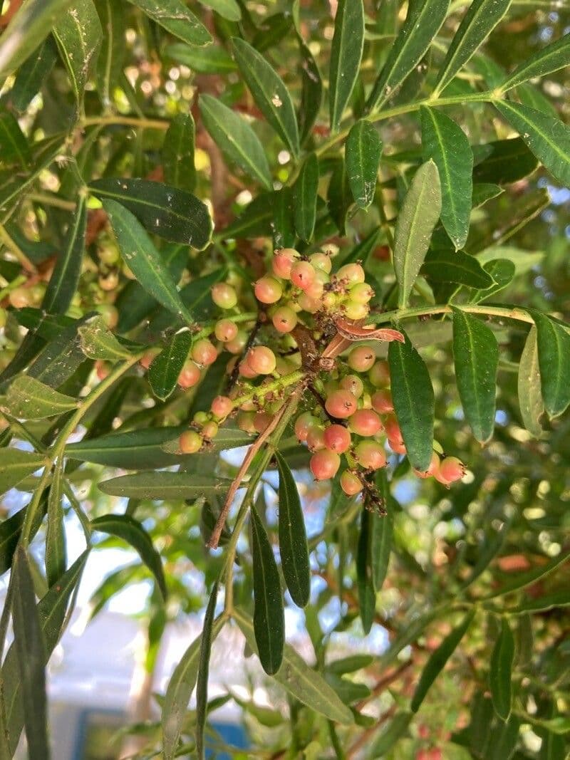 Schinus areira