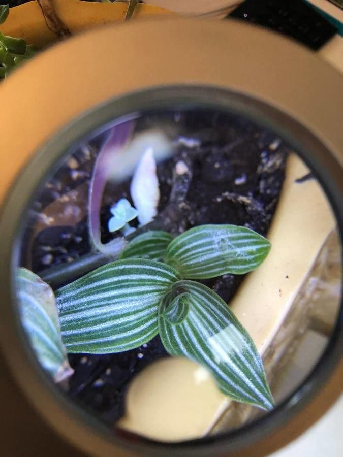 Callisia 10