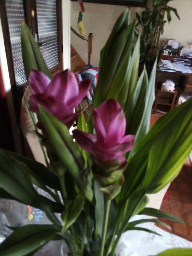 Siam-Tulpe 18