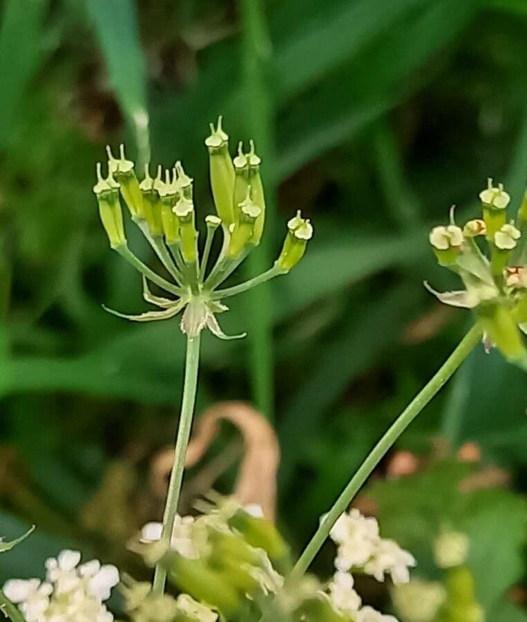 Cerfoglio selvatico 5