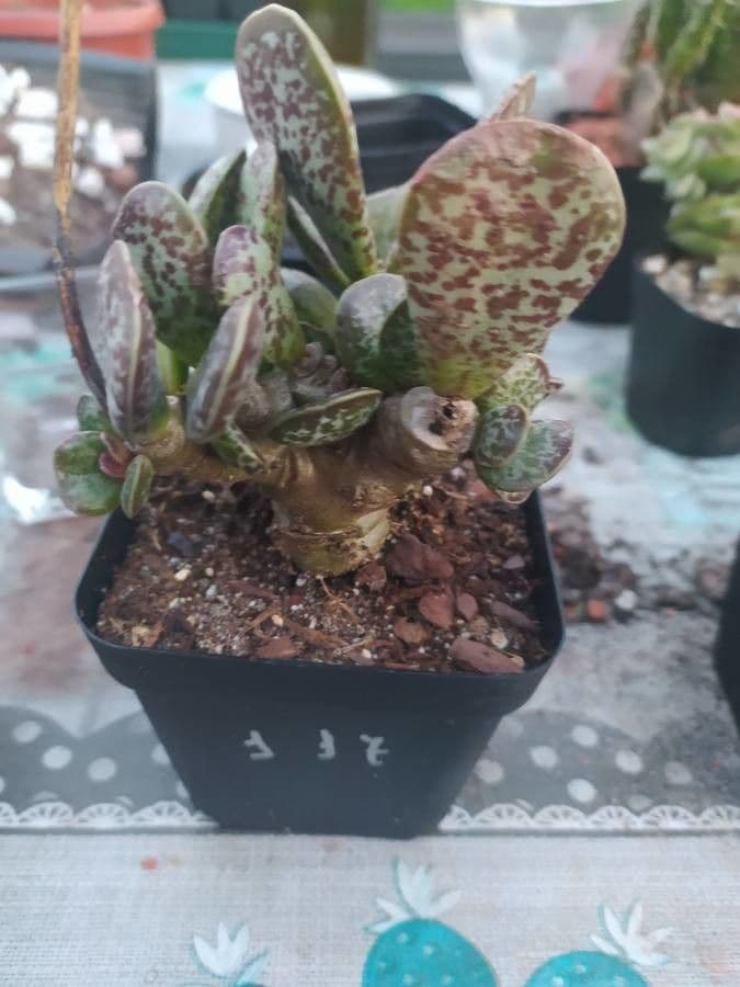 Adromischus 4
