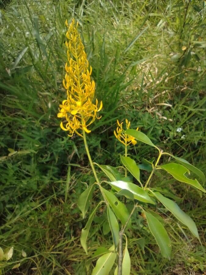 Vochysia 2