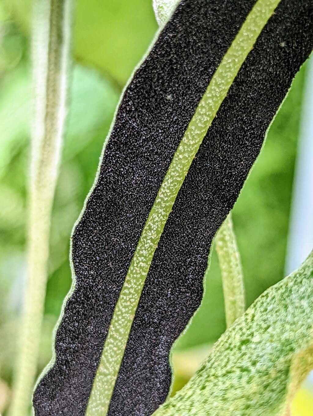 Elaphoglossum