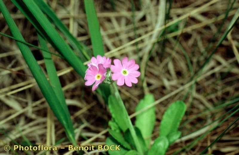 Primula farinosa 25