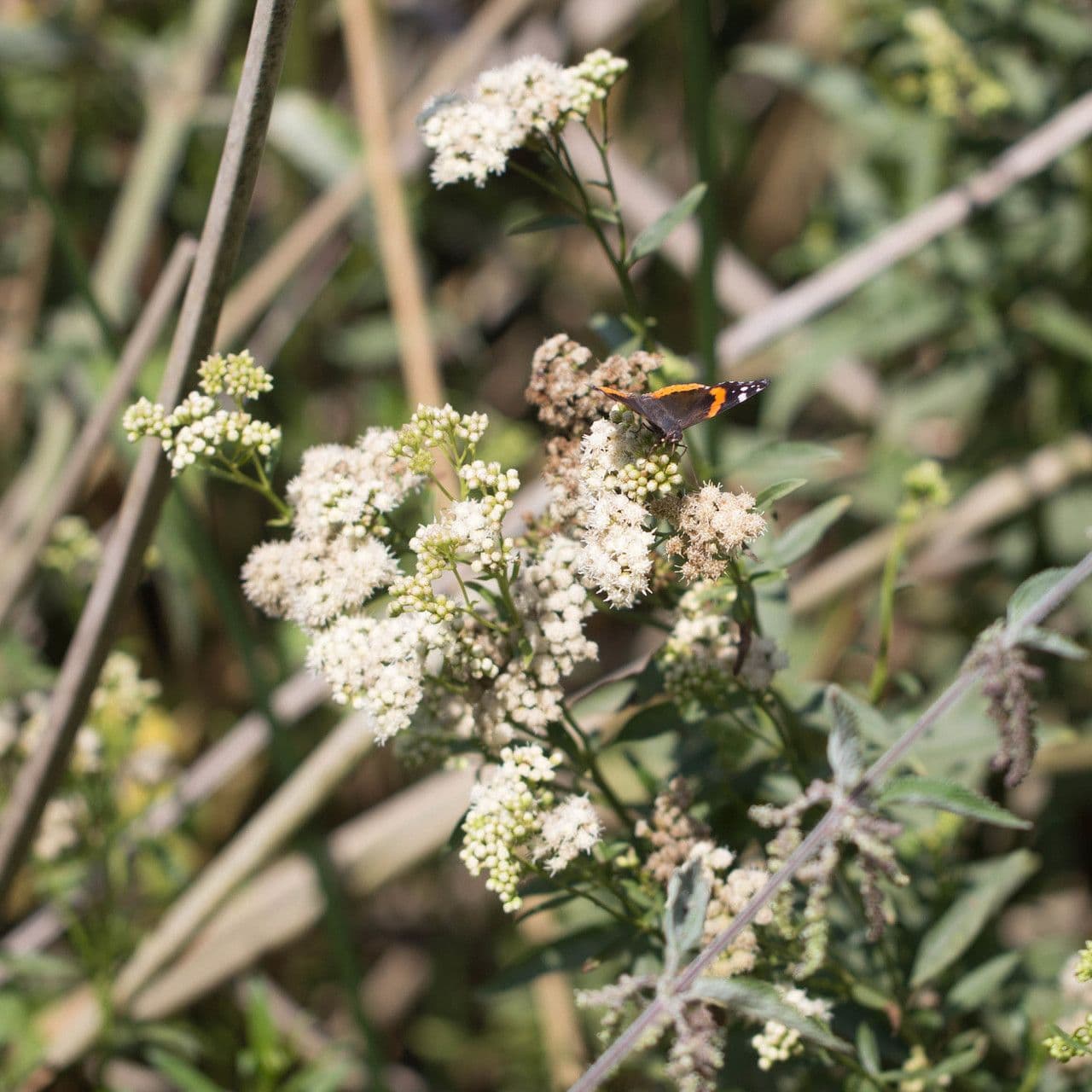 Baccharis