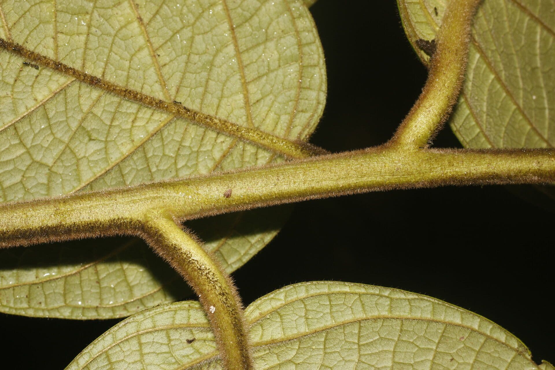 Cordia 7