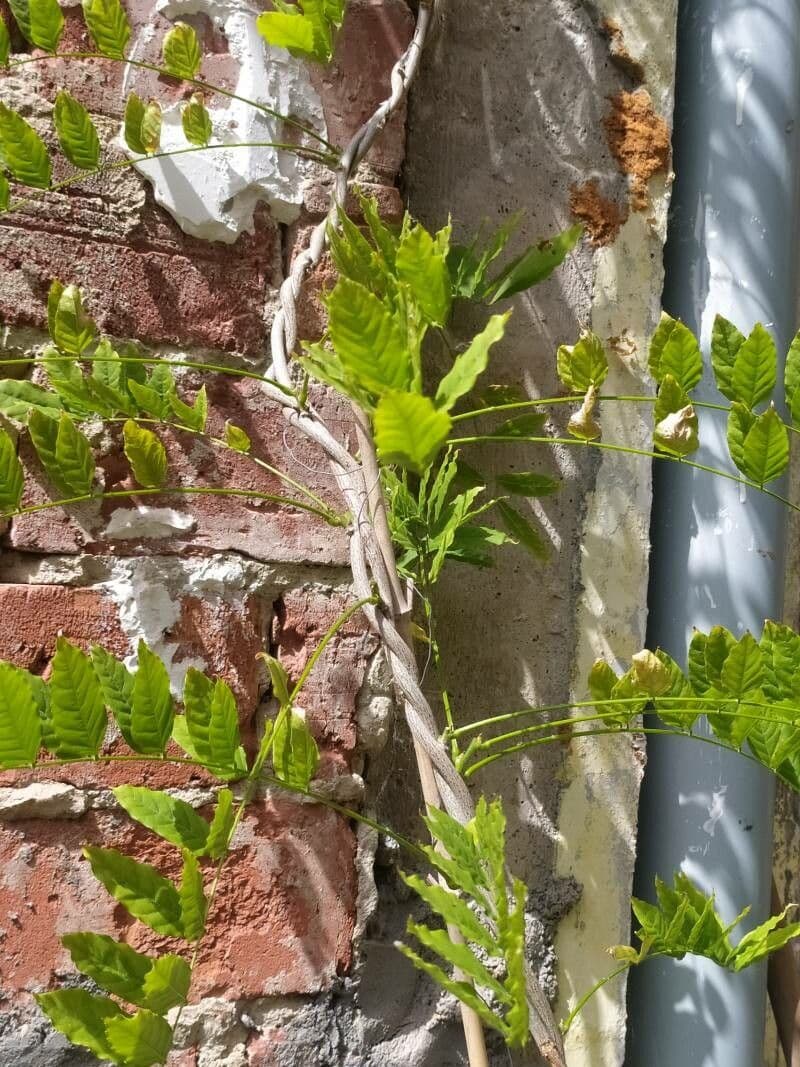 Glicine giapponese 17