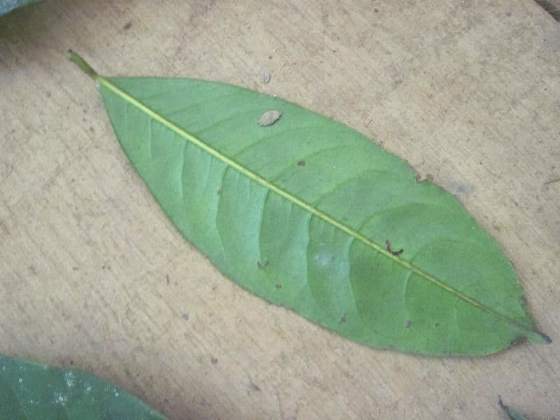 Amanoa 8