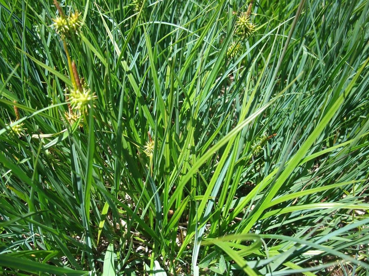 Carice gialla 14