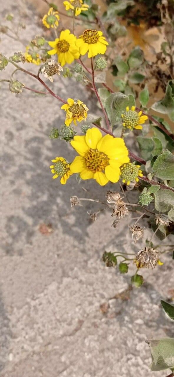 Encelia 4