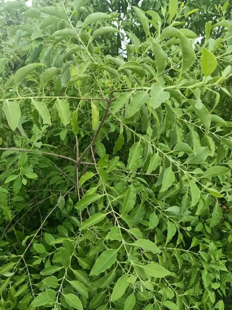 Putranjiva 2