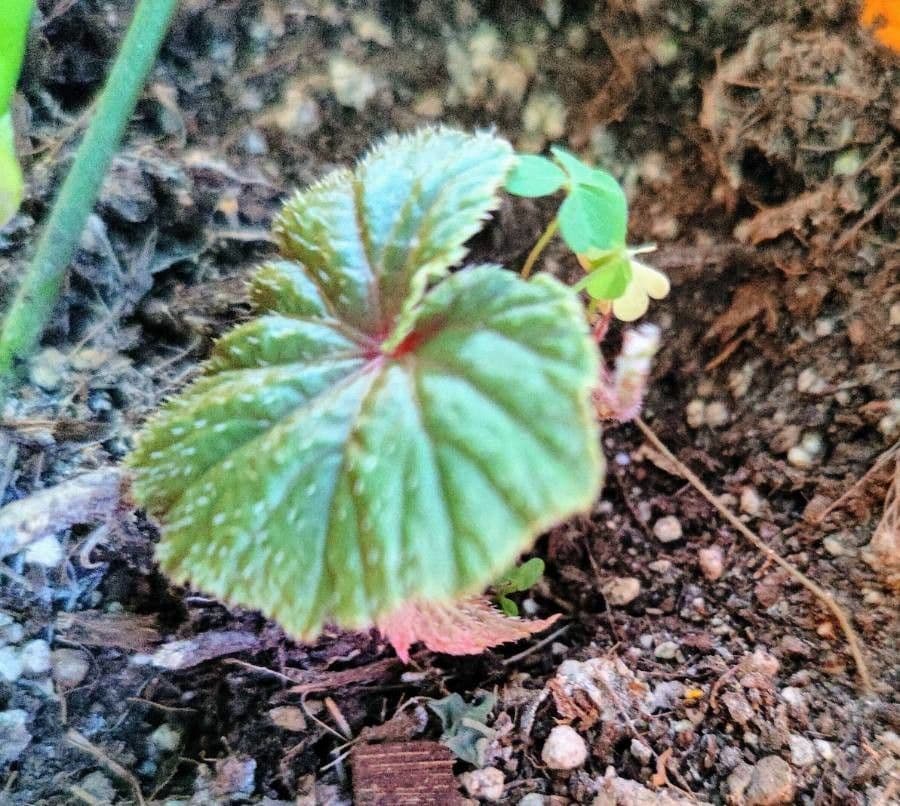 Begonia 20
