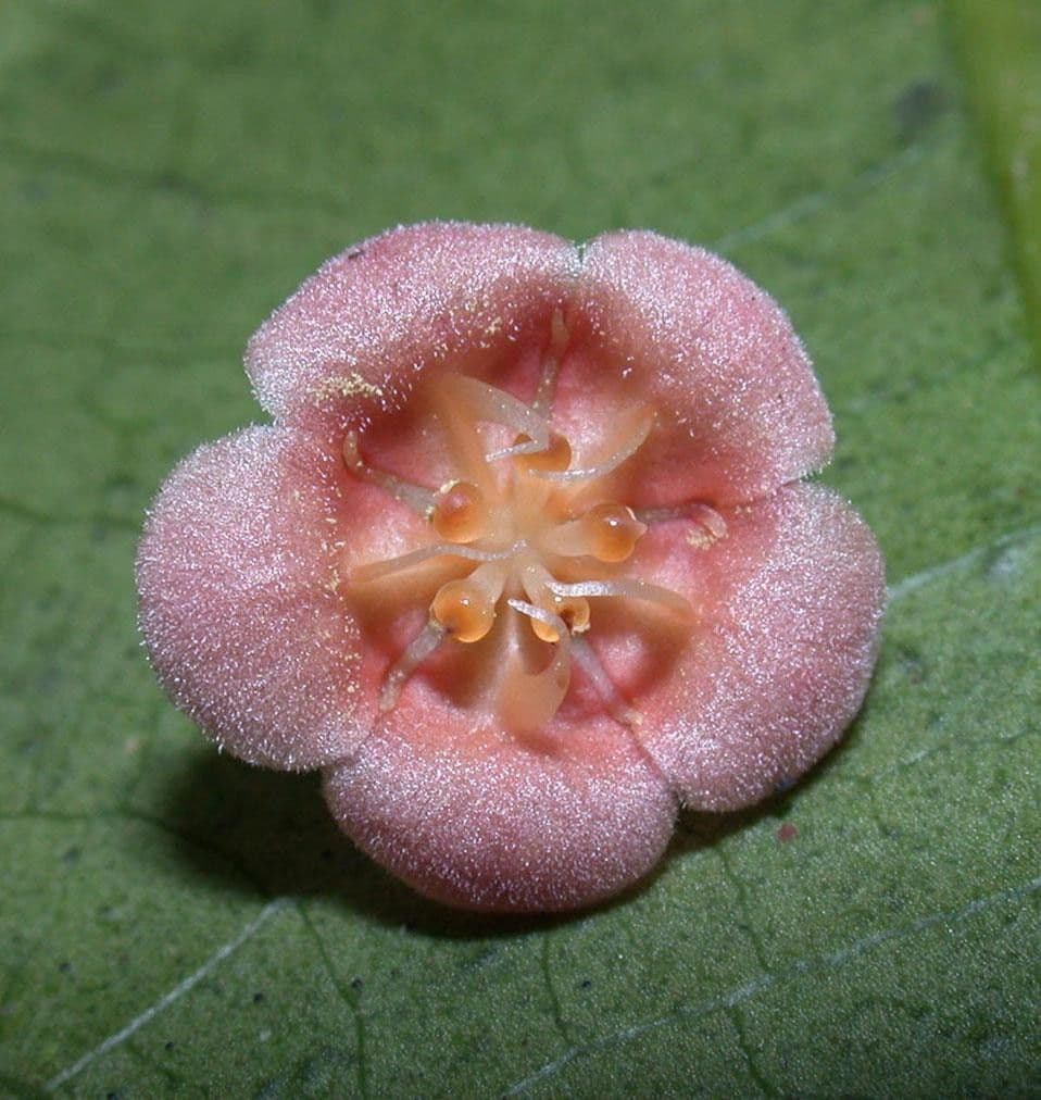 Fevillea cordifolia 4