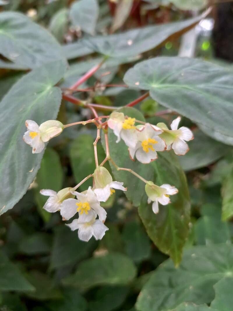 Begonia