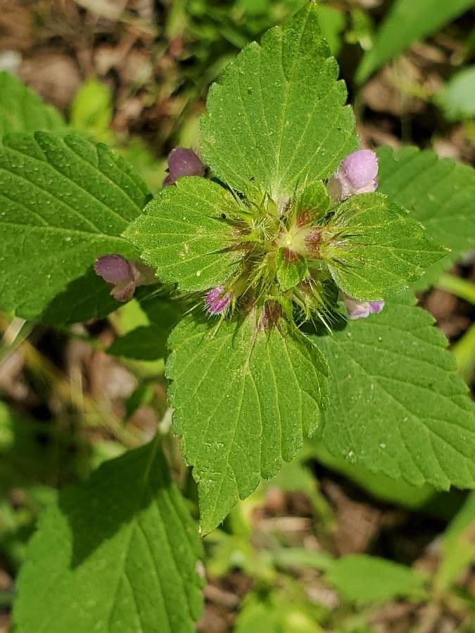 Canapetta bifida 5