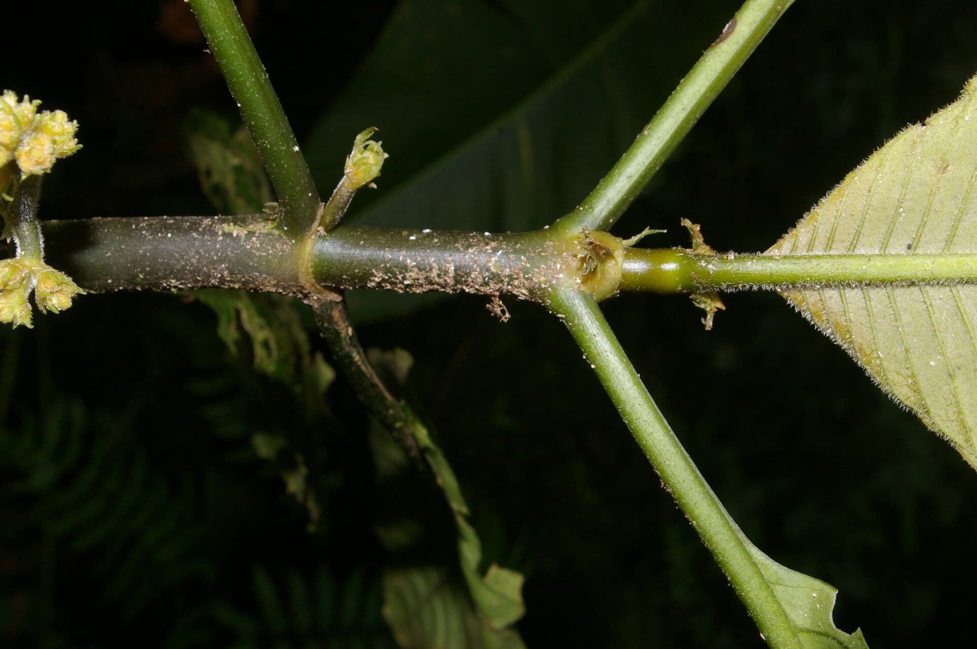 Notopleura 13
