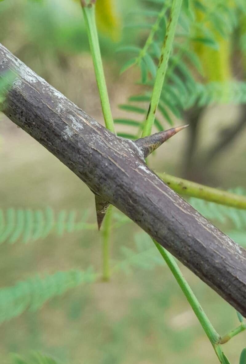 Prosopis 23