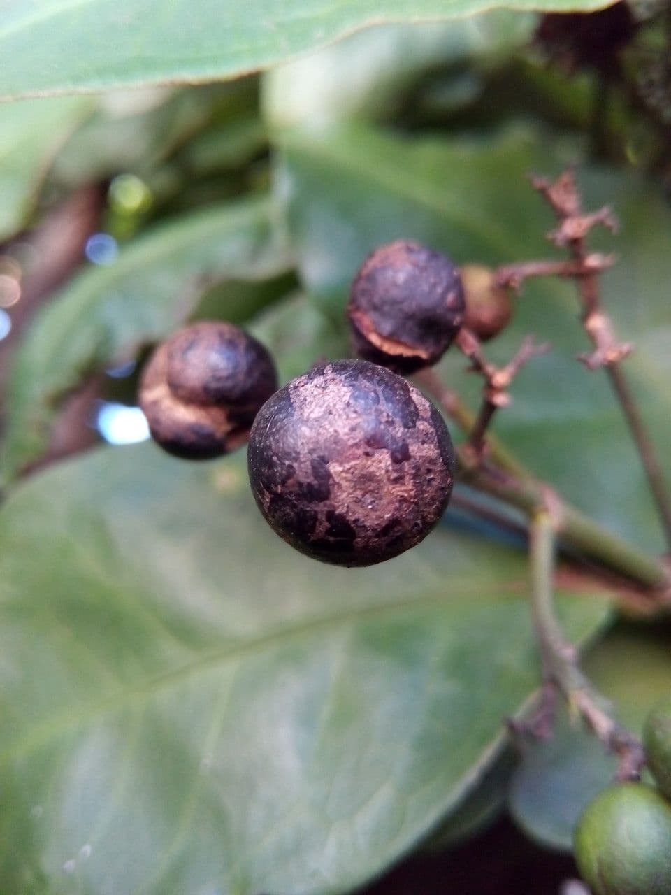 Ixora 3