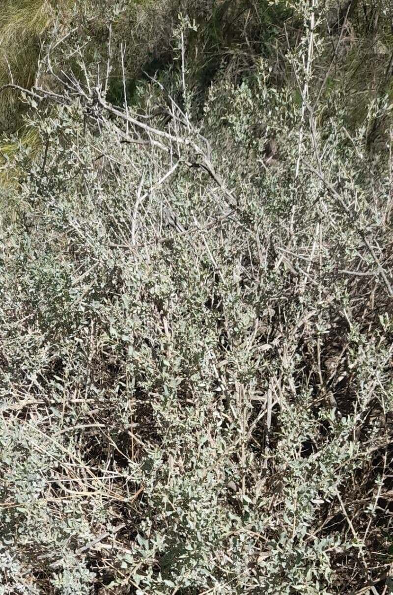 Atriplice ondulata 2