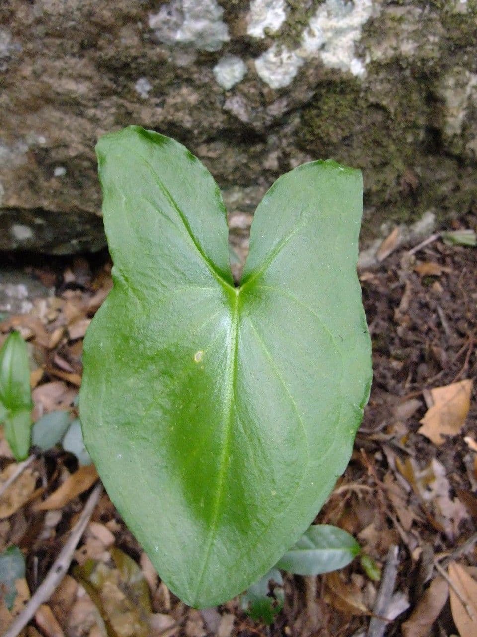 Arisarum 17