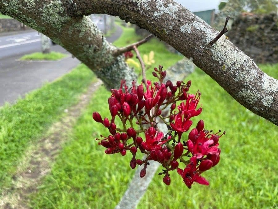 Albero fucsia 6