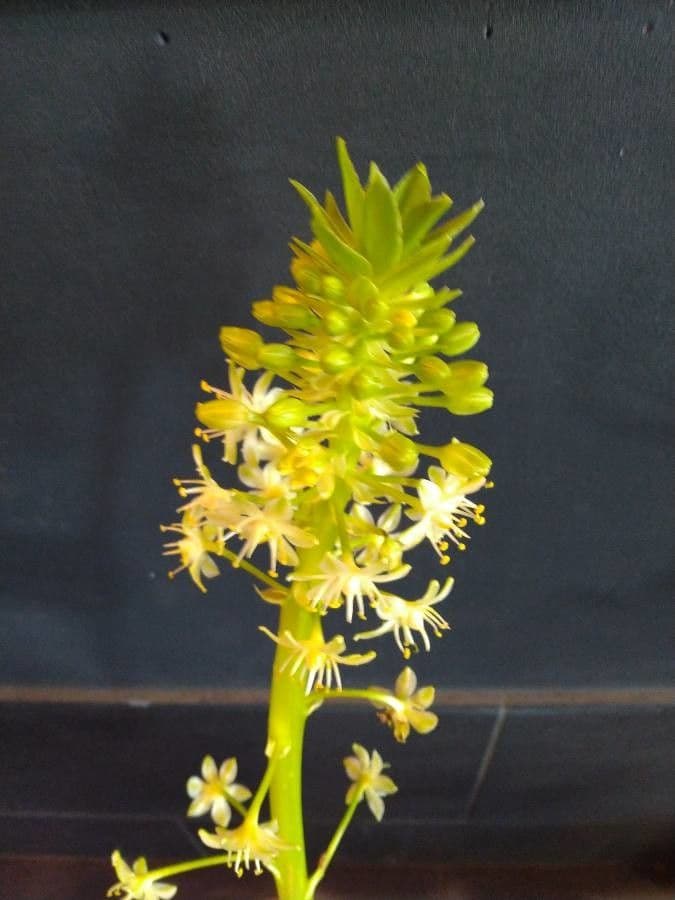 Eucomis 3