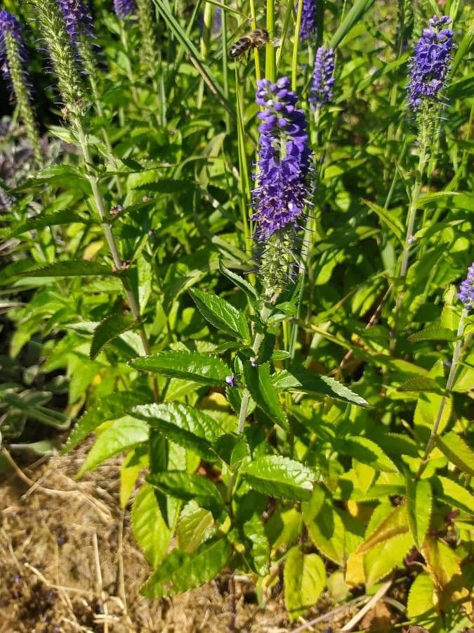 Veronica spigata 23
