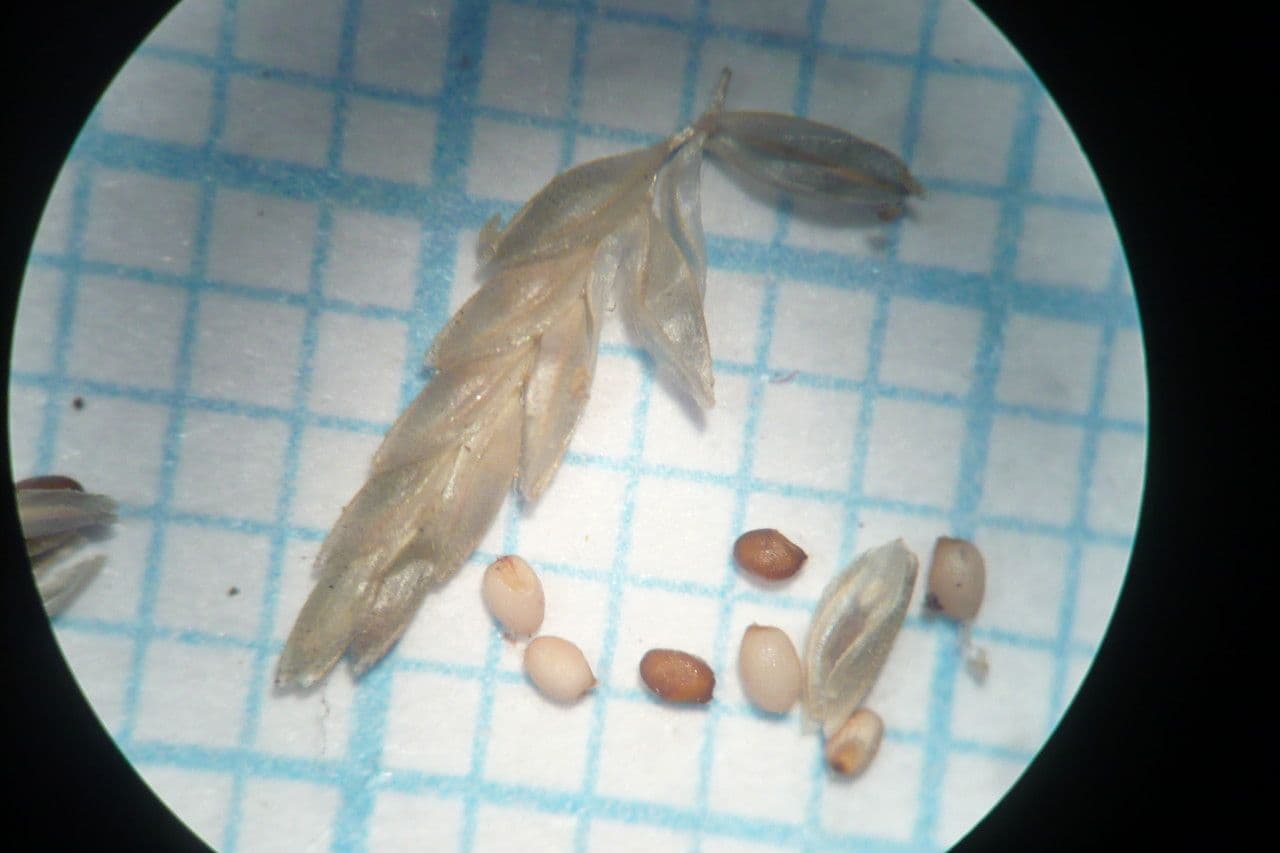 Eragrostis pectinacea