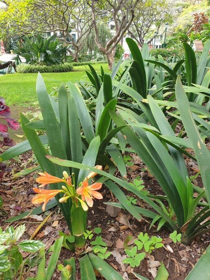 Clivia 13