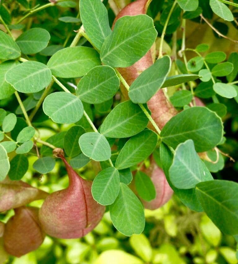 Vesicaria 20