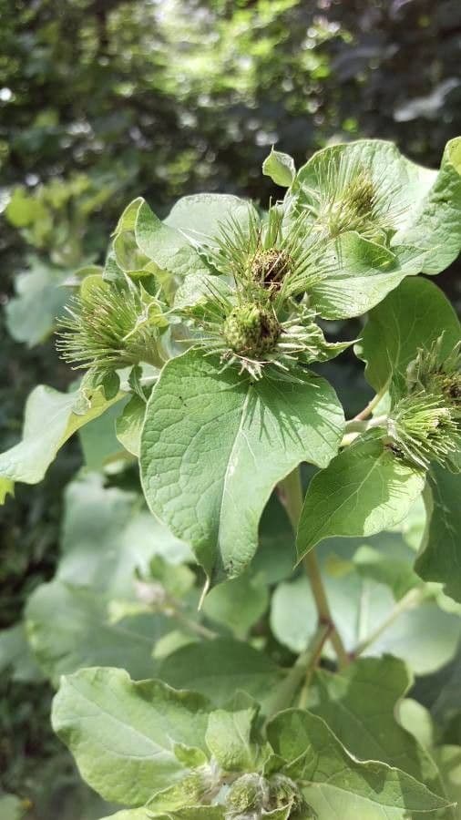 Bardana selvatica 2
