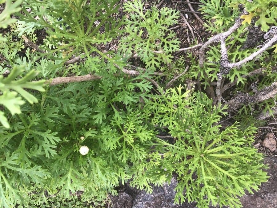 Argyranthemum 11