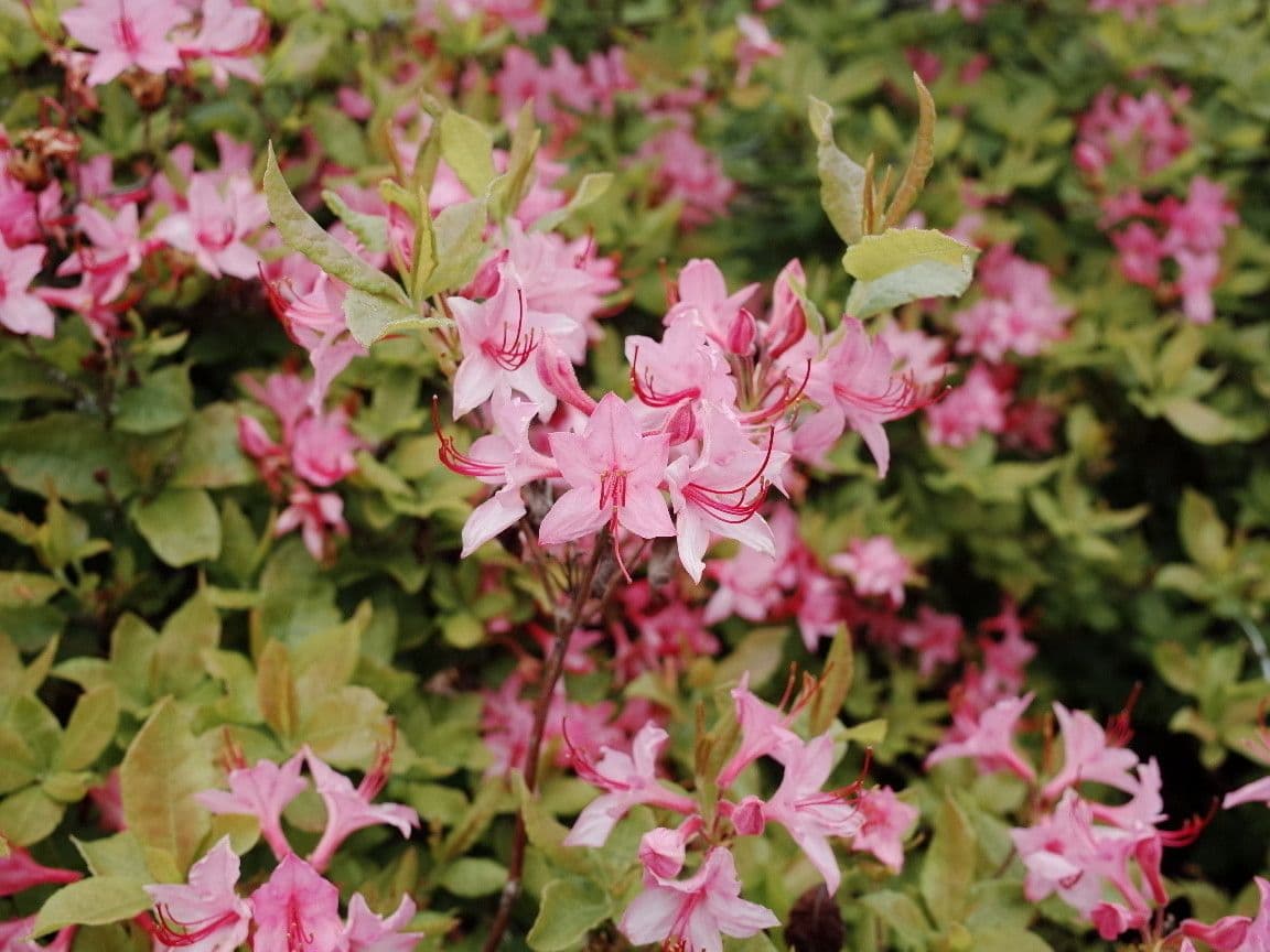 Rododendro 3