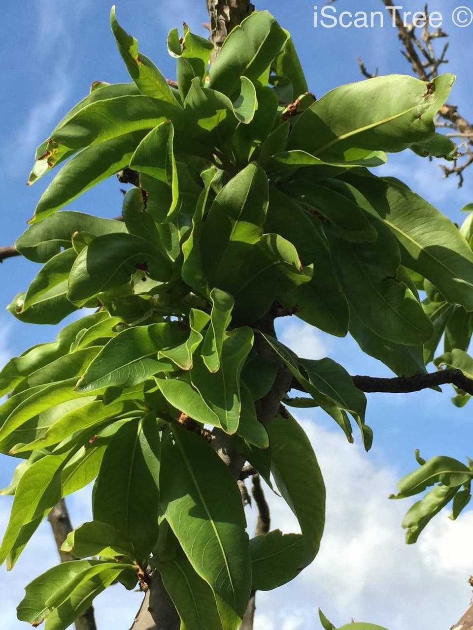 Ochna pulchra 13