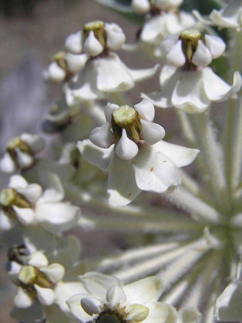 Asclepias 2