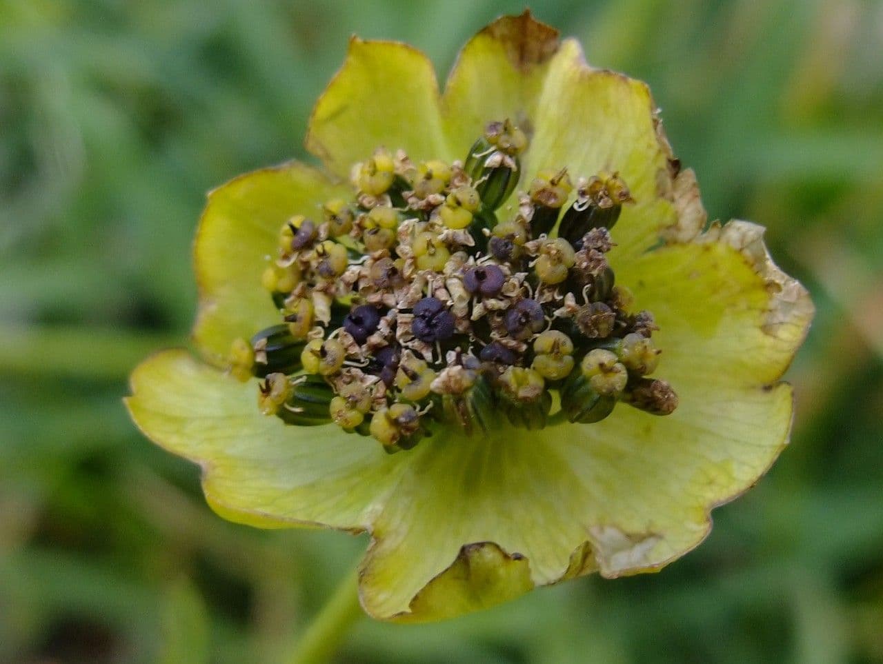 Bupleurum stellatum 3