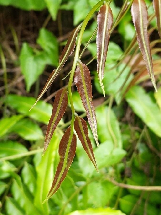 Stenochlaena